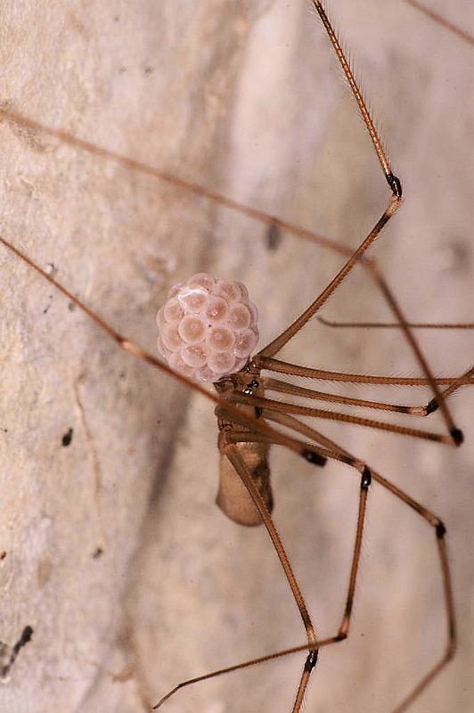 Pholcus_opilionoides_D4829_Z_88_Les Gris_Frankrijk.jpg